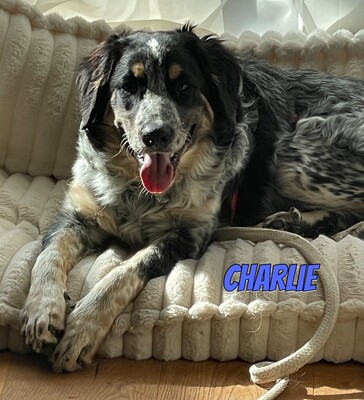 Charlie, Mischling - Rüde
