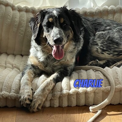 Charlie, Mischling - Rüde
