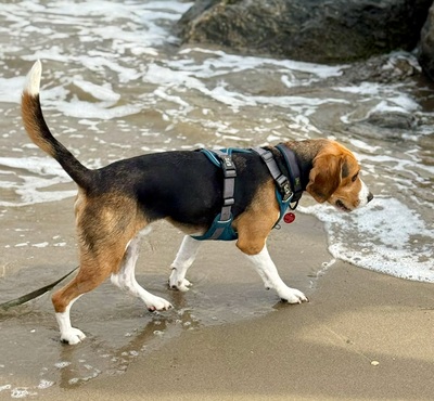 Charlie (Tico), Beagle - Rüde