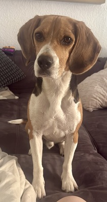 Charlie (Tico), Beagle - Rüde