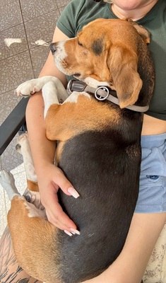 Charlie (Tico), Beagle - Rüde