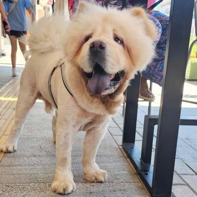 Charlie - genießt seine gemächlichen Spaziergänge, Chow-Chow - Rüde 1