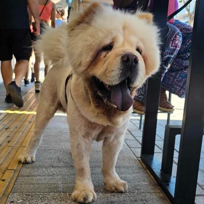 Charlie - genießt seine gemächlichen Spaziergänge, Chow-Chow - Rüde