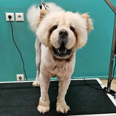 Charlie - genießt seine gemächlichen Spaziergänge, Chow-Chow - Rüde