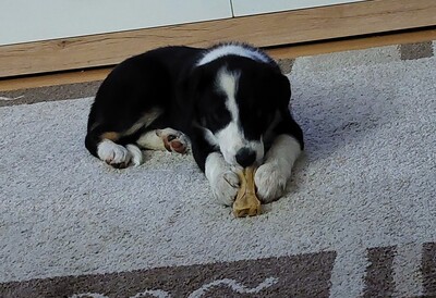 Charly, Border Collie Welpen - Rüde