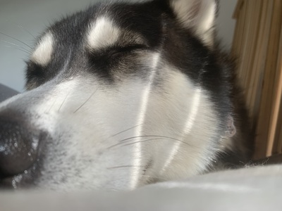 Charly, Husky - Rüde 1