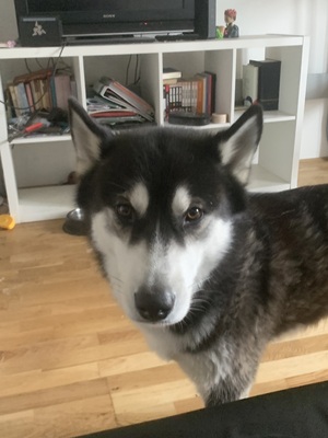 Charly, Husky - Rüde