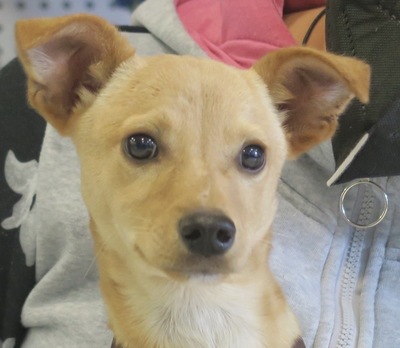 Charly, Mix Welpen - Rüde