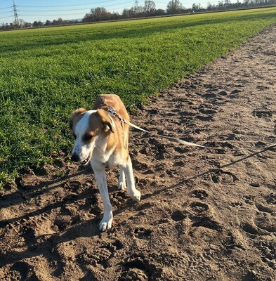 Charly, geb. 2022, sucht seine Familie, Mischling - Rüde