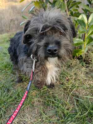 Charly sucht liebevolles Zuhause, Malteser-Mischling - Rüde