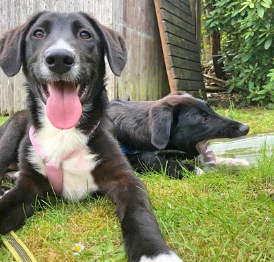 Charly, unbekannt Welpen - Rüde
