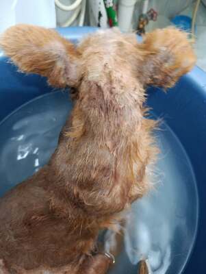 Charly, vom Häufchen Elend zum kleinen Sonnenschein, Yorky - Mischling Welpen - Rüde
