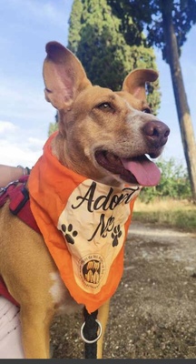 Charol, Podenco - Hündin