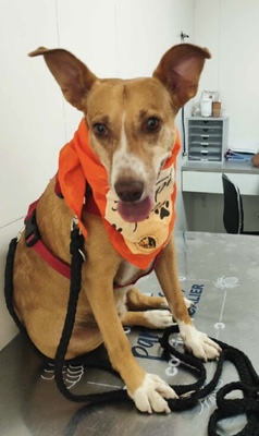 Charol, Podenco - Hündin