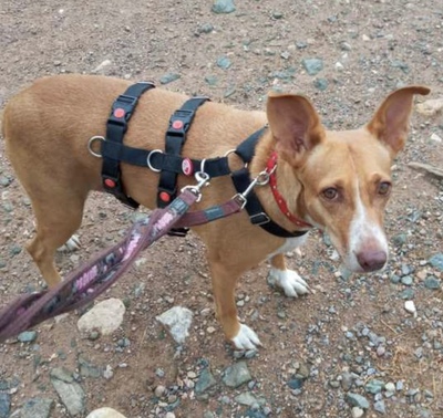 Charol, Podenco - Hündin