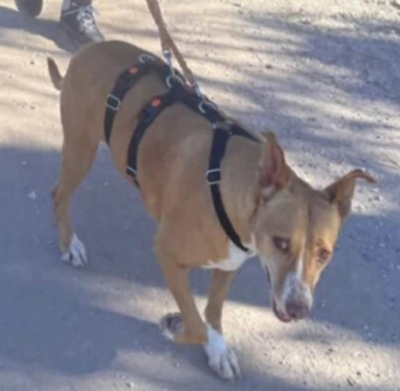 Charol, Podenco - Hündin