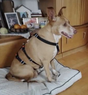 Charol, Podenco - Hündin