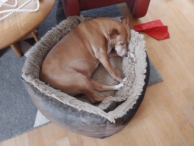 Charol, Podenco - Hündin