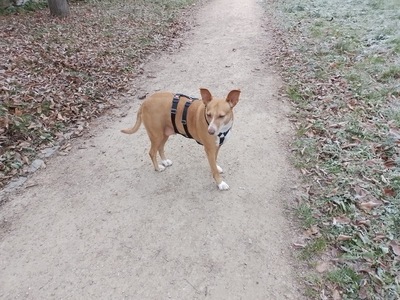 Charol, Podenco - Hündin