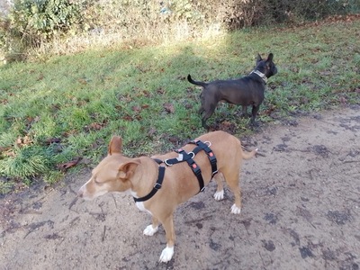 Charol, Podenco - Hündin