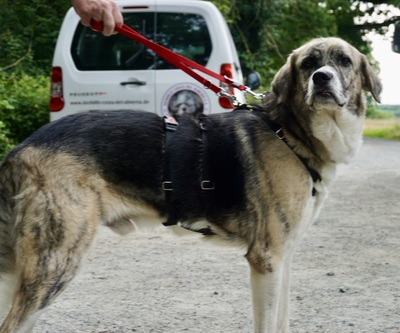 Charro, Mastin Espanol Mix - Rüde