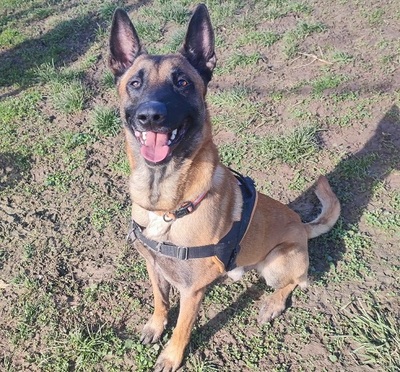 Chase junger Malinois Rüde sucht ein Zuhause, Malinois - Rüde 1