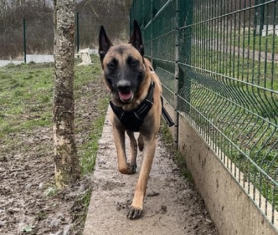 Chase junger Malinois Rüde sucht ein Zuhause, Malinois - Rüde