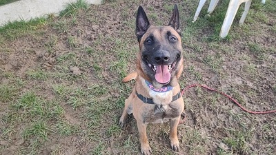 Chase junger Malinois Rüde sucht ein Zuhause, Malinois - Rüde