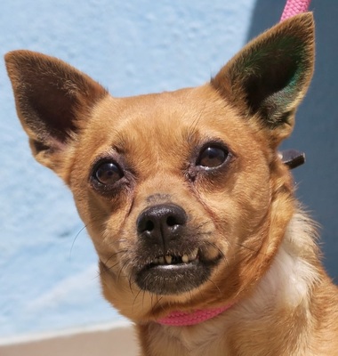 Chava, Mix - Hündin