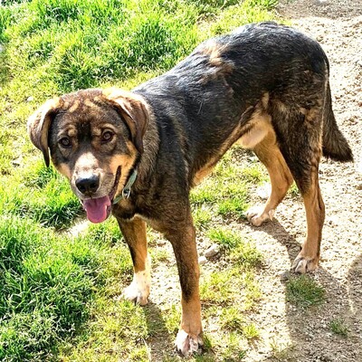 💥Chaval netter junger Mixrüde 🥰, Mischling - Rüde