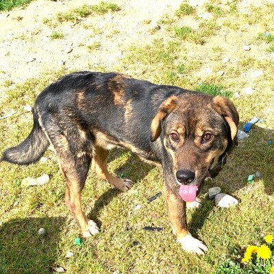 💥Chaval netter junger Mixrüde 🥰, Mischling - Rüde