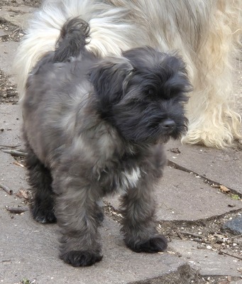 Chen-po, Tibet Terrier - Rüde 1