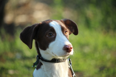 Cherry, Mischling Welpen - Hündin