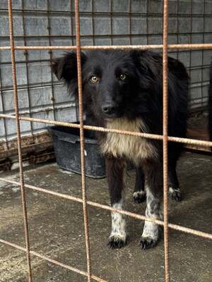 Cherry möchte lernen zu vertrauen