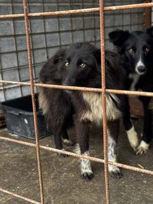 Cherry möchte lernen zu vertrauen, Mischling - Hündin