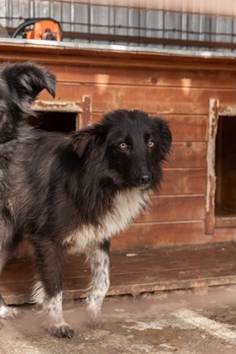 Cherry möchte lernen zu vertrauen, Mischling - Hündin