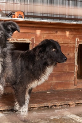 Cherry möchte lernen zu vertrauen, Mischling - Hündin