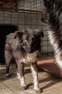 Cherry möchte lernen zu vertrauen, Mischling - Rüde