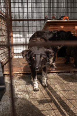 Cherry möchte lernen zu vertrauen, Mischling - Rüde