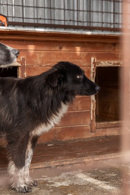 Cherry möchte lernen zu vertrauen, Mischling - Rüde