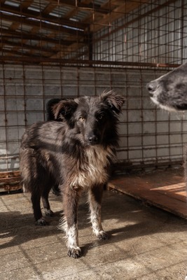 Cherry möchte lernen zu vertrauen, Mischling - Rüde