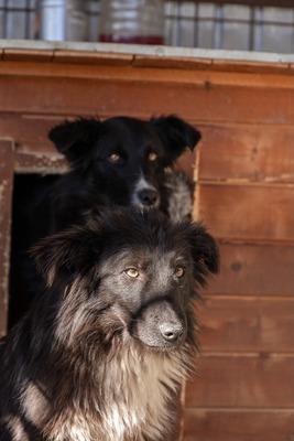 Cherry möchte lernen zu vertrauen, Mischling - Rüde