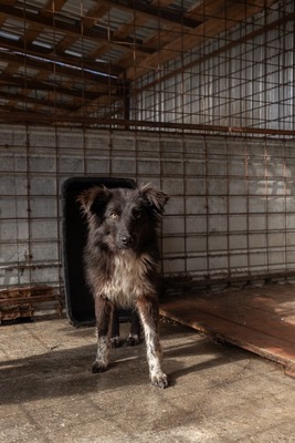 Cherry möchte lernen zu vertrauen, Mischling - Rüde