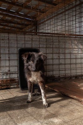 Cherry möchte lernen zu vertrauen, Mischling - Rüde