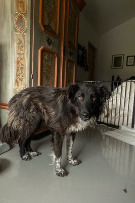 Cherry schleicht sich langsam in Dein Herz, Mischling - Rüde