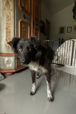 Cherry schleicht sich langsam in Dein Herz, Mischling - Rüde