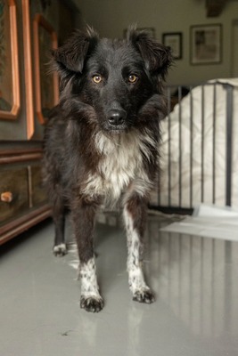 Cherry schleicht sich langsam in Dein Herz, Mischling - Rüde
