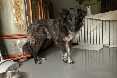 Cherry schleicht sich langsam in Dein Herz, Mischling - Rüde