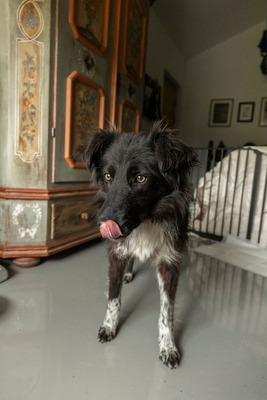 Cherry schleicht sich langsam in Dein Herz, Mischling - Rüde