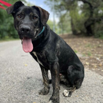 🐶Chester läuft gut an der Leine und würde sich auch für eine Familie mit älteren Kindern eignen.💥, Mischling - Rüde